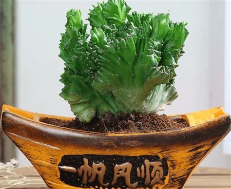 玉麒麟植物|霸气植物“玉麒麟”，镇宅又吉祥，一月不浇水都能活